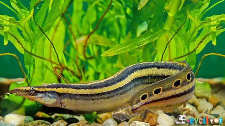 Peacock Eel (Macrognathus siamensis)
