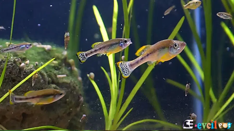 Ilyodon Furcidens Bitkili Akvaryum