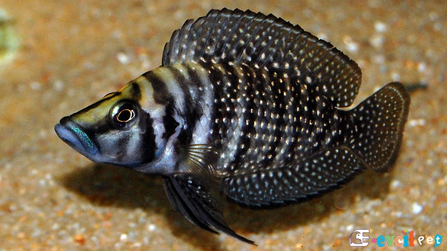 Calvus Balığı Karakter Özellikleri