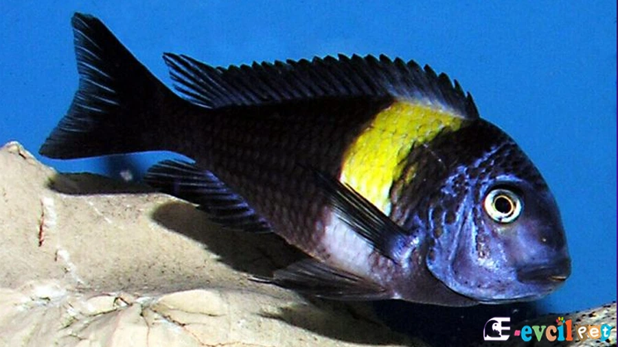 Tropheus Duboisi Karakteri