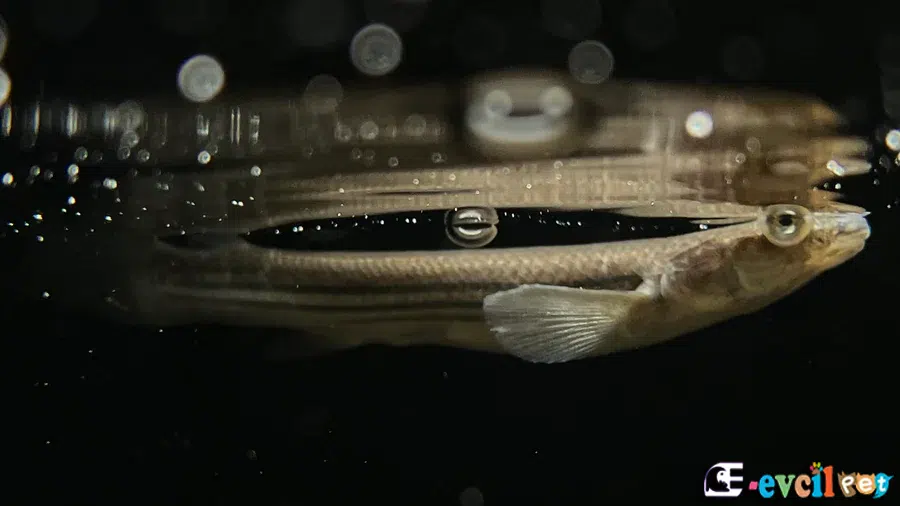 Anableps anableps (Dört Gözlü Balık)