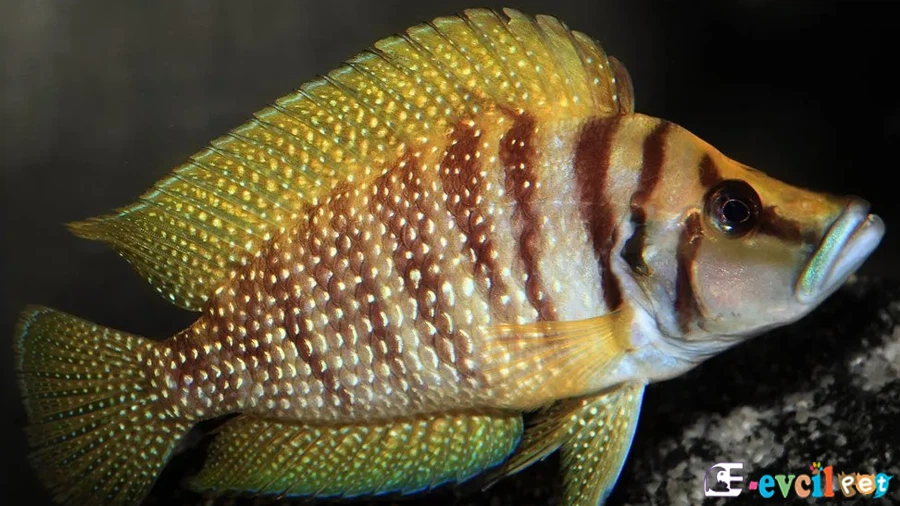 Calvus Balığı Fiziksel Özellikleri