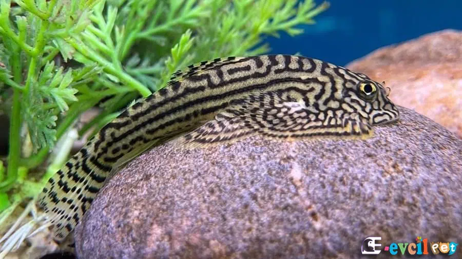 Kelebek Vatoz (Butterfly Hillstream Loach)