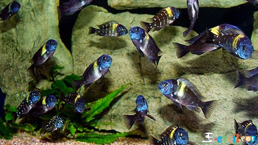 Tropheus Duboisi Fiziksel Özellikleri