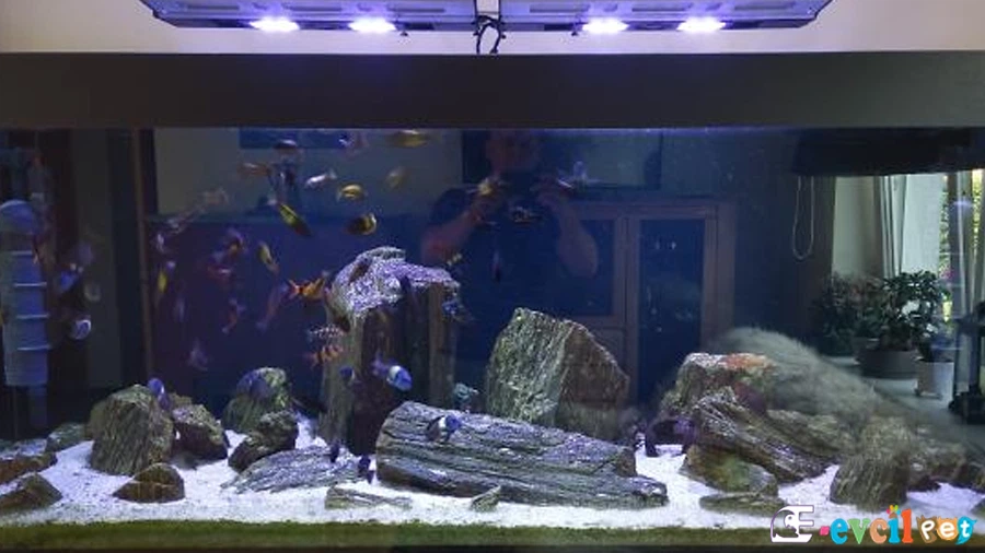 Tropheus Duboisi Akvaryum Dizaynı