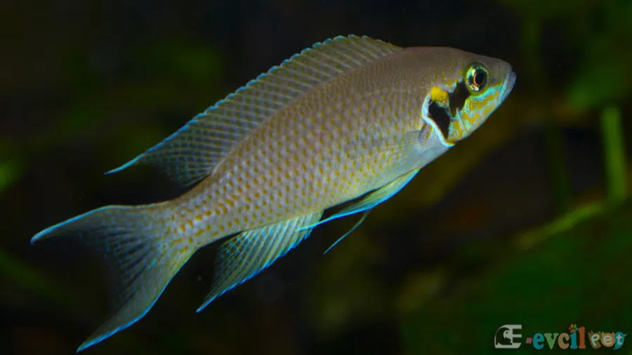 Neolamprologus brichardi Erkek