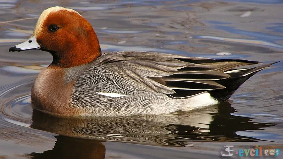 Fiyu Anas penelope Doğal Yaşam Alanında