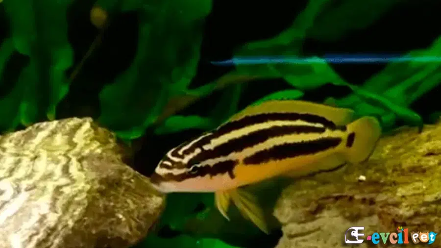 Telmatochromis bifrenatus (Halembe) Akvaryumu