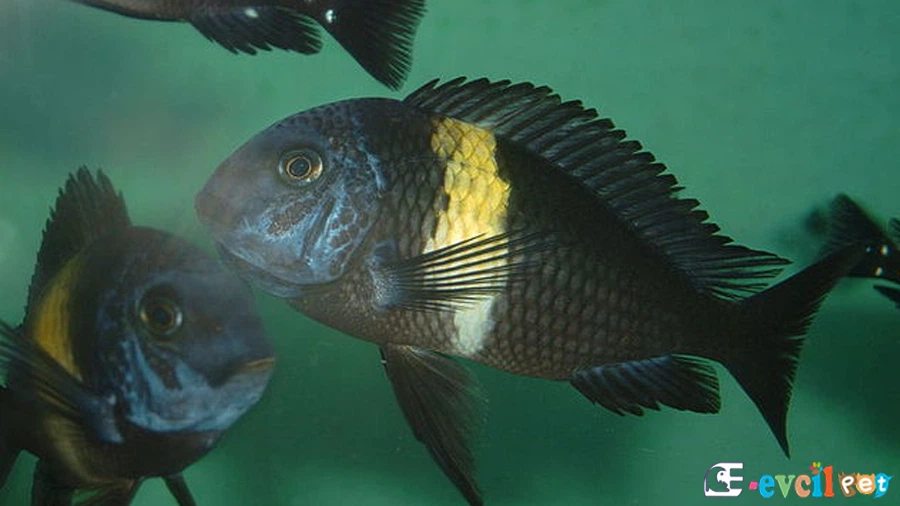 Tropheus Duboisi Bakımı ve Beslenmesi