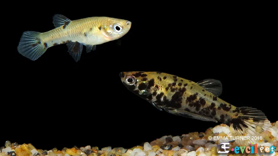 Phalloceros caudimaculatus Erkek ve Dişi