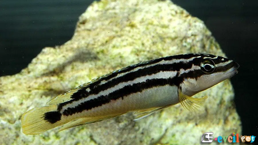 Telmatochromis bifrenatus (Halembe) Kaya yanında