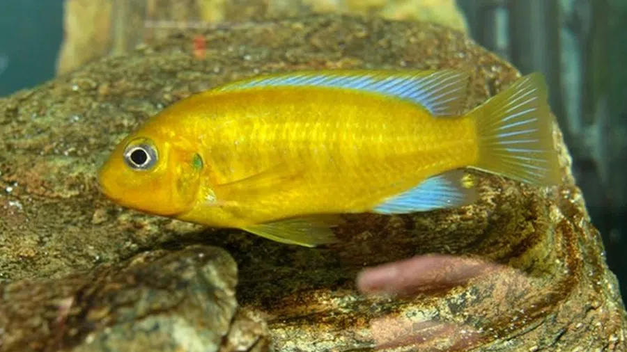 Metriaclima barlowi Akvaryumu