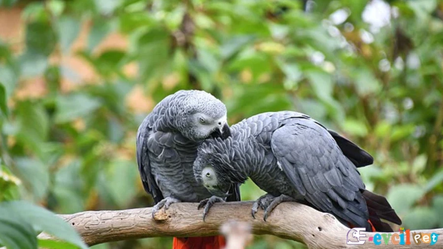 Jako Papağanı (African Grey Parrot) Eş Kurlaşıyor