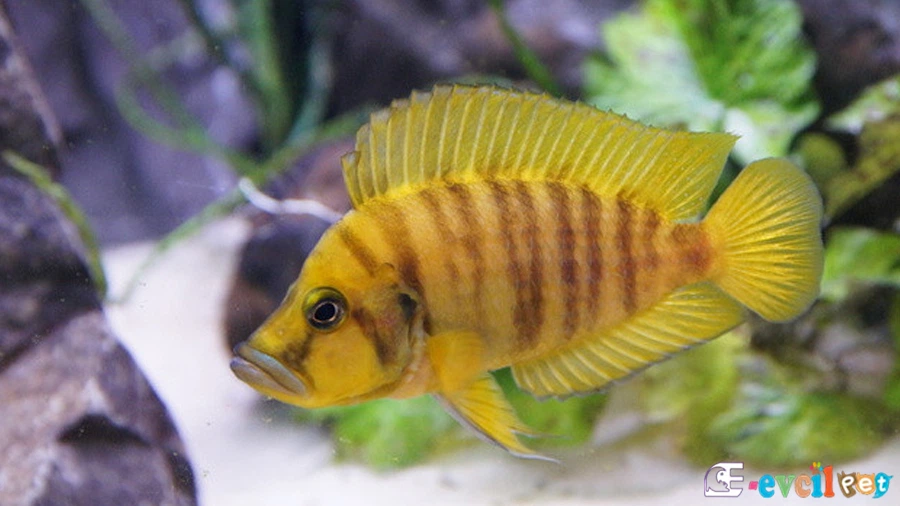 Calvus Balığı Varyeteleri