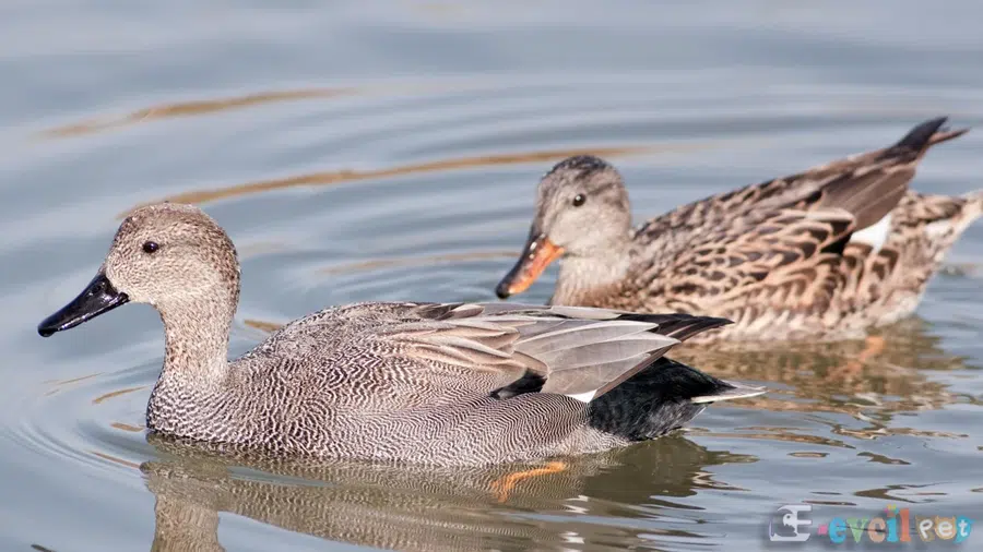 Boz Ördek (Anas strepera) Çift