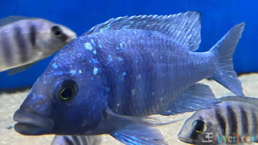 Placidochromis Phenochilus Yakın Çekim