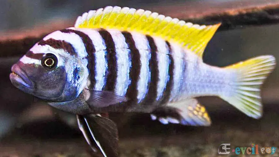 Cynotilapia Afra Erkek