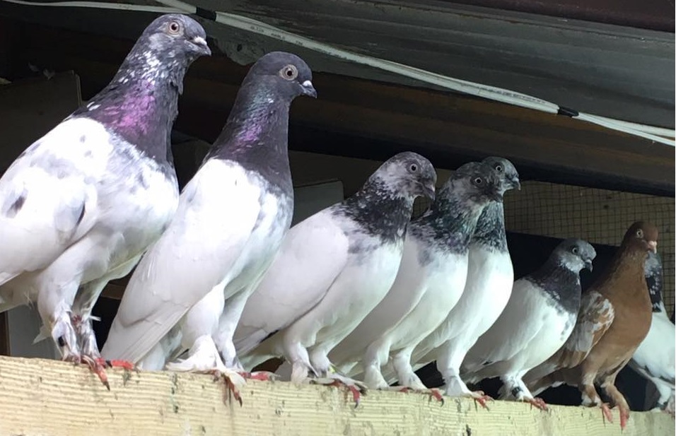 Kümeste Tip Güvercinleri