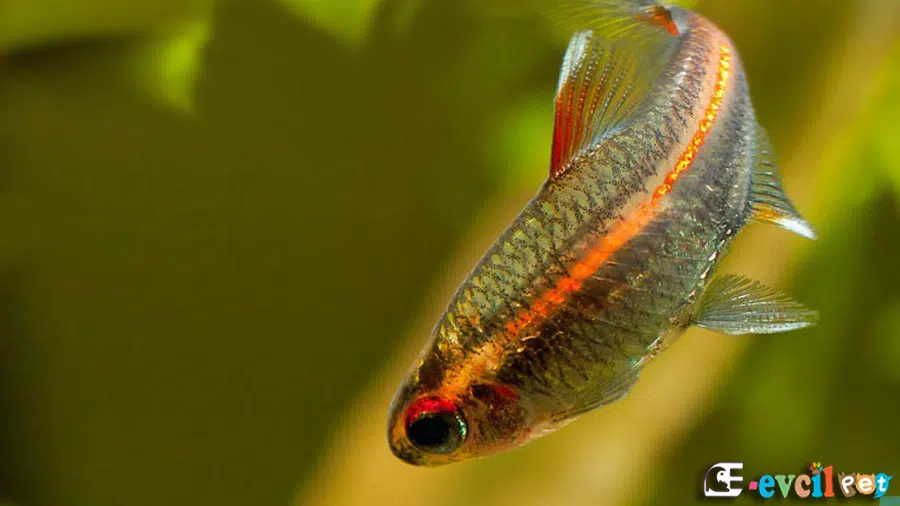 Günışığı Tetra (Hemigrammus erythrozonus)