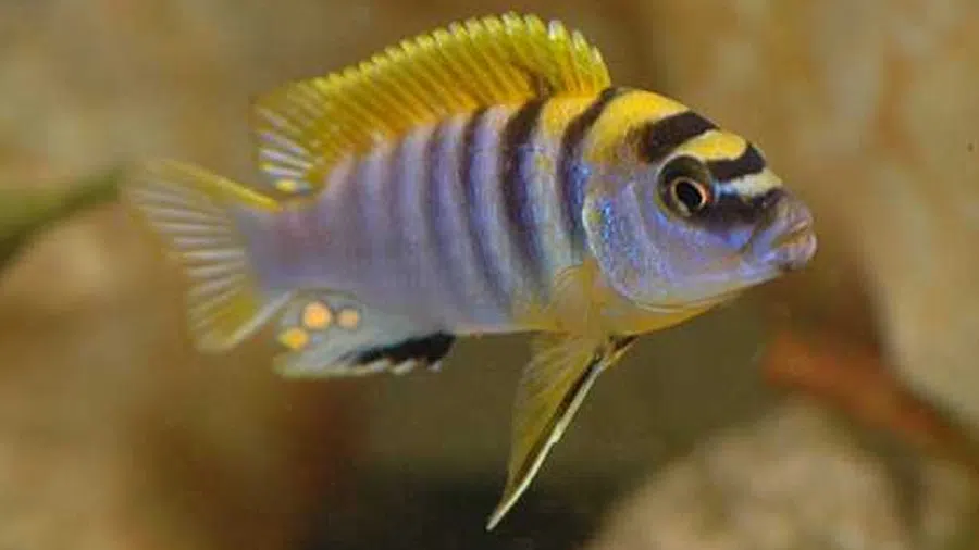 Labidochromis Hongi Erkek
