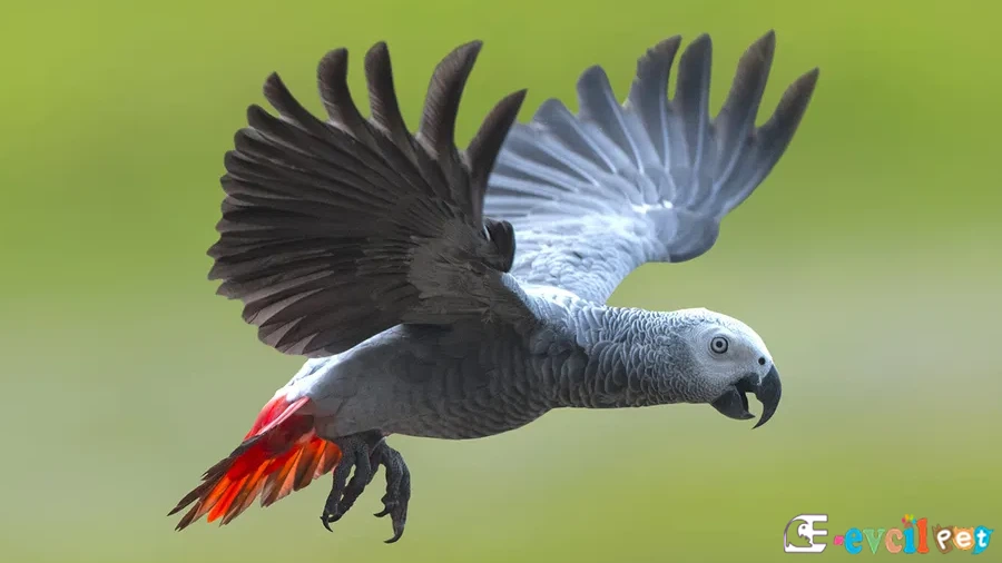 Jako Papağanı (African Grey Parrot) Uçarken