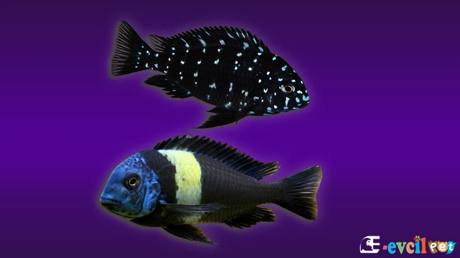 Tropheus Duboisi Varyeteleri