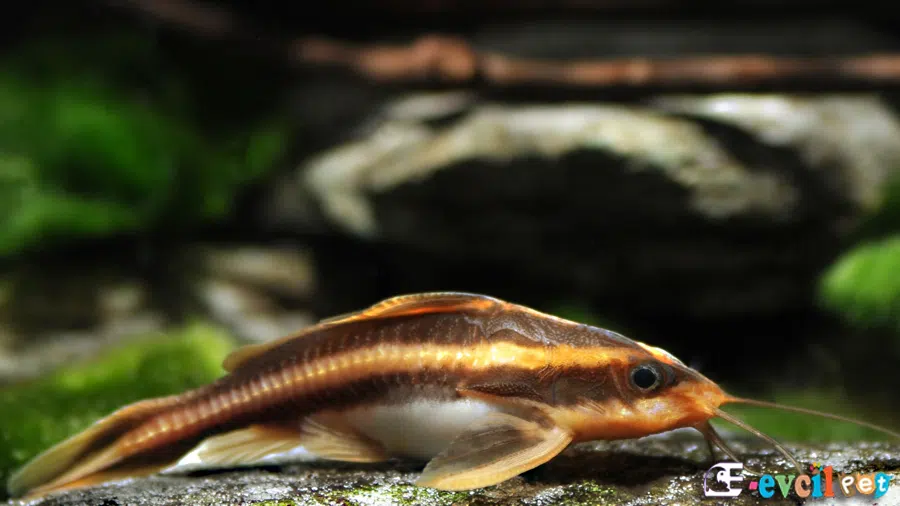 Platydoras costatus (Konuşan Vatoz)