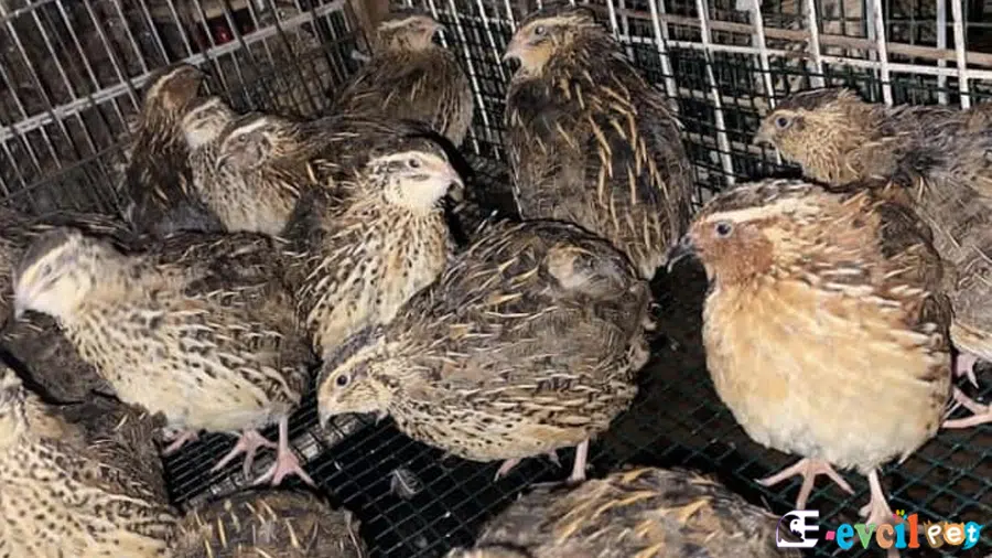 Kafeste Bıldırcın Üretimi