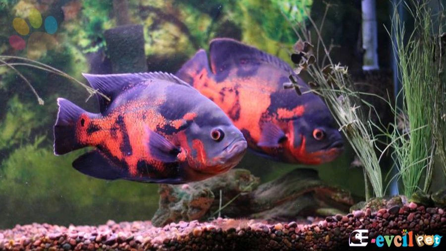 Astronot - Oscar Balığı 