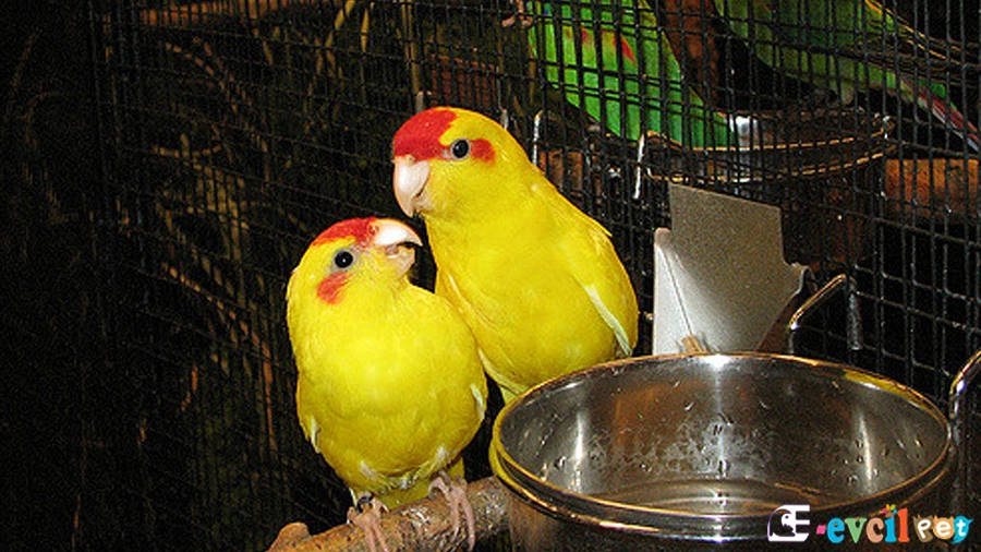 Kakariki Papağanı (Cyanoramphus)