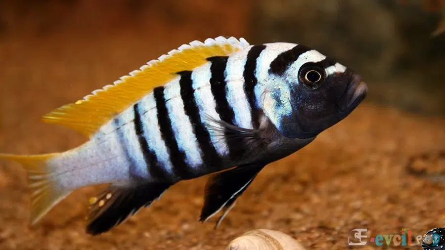 Cynotilapia Afra akvaryumu