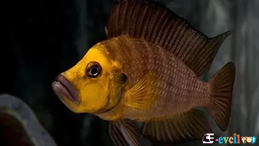 Calvus Balığı Akvaryum Dizaynı