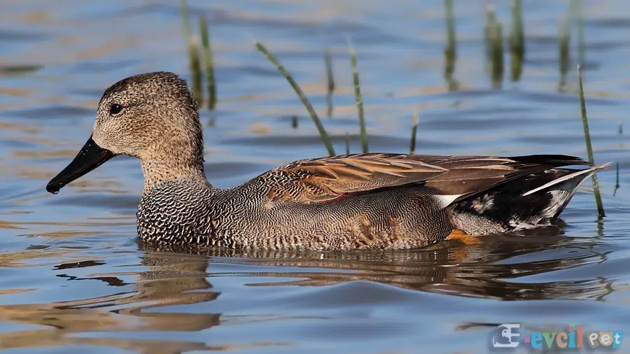 Boz Ördek (Anas strepera)  Doğada