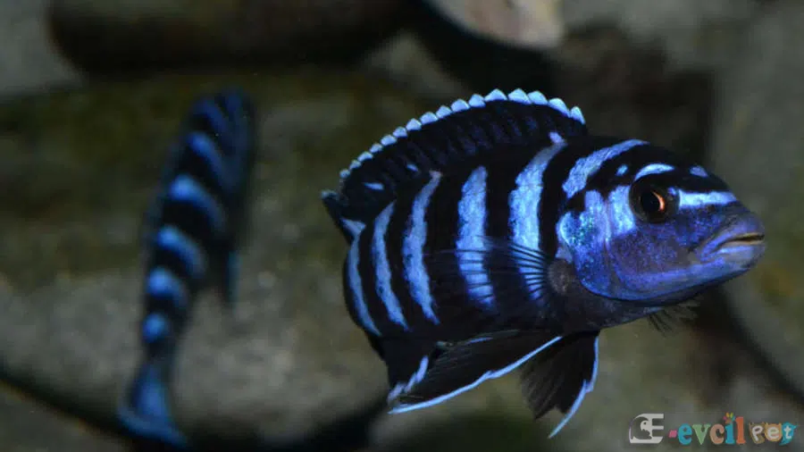 Chindongo demasoni (Malawi Zebra) Akvaryumu