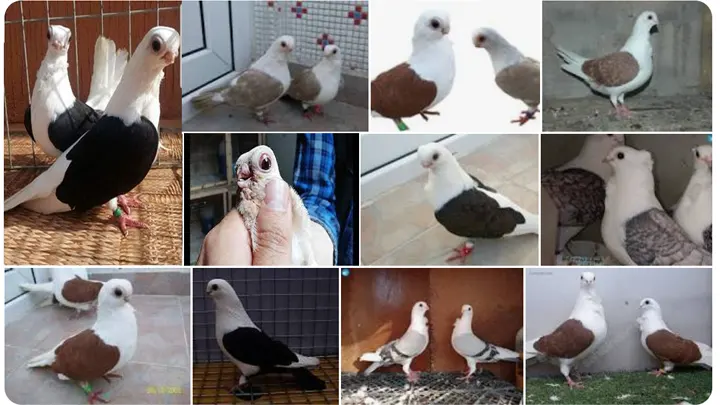 Bango Güvercin Türleri Renk Renk