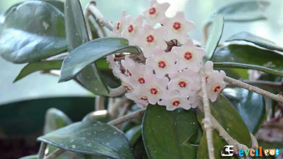 Mum Çiçeği (Hoya carnosa) Beyaz