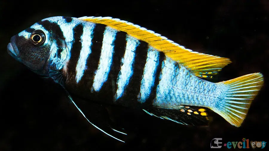 Cynotilapia Afra Tank