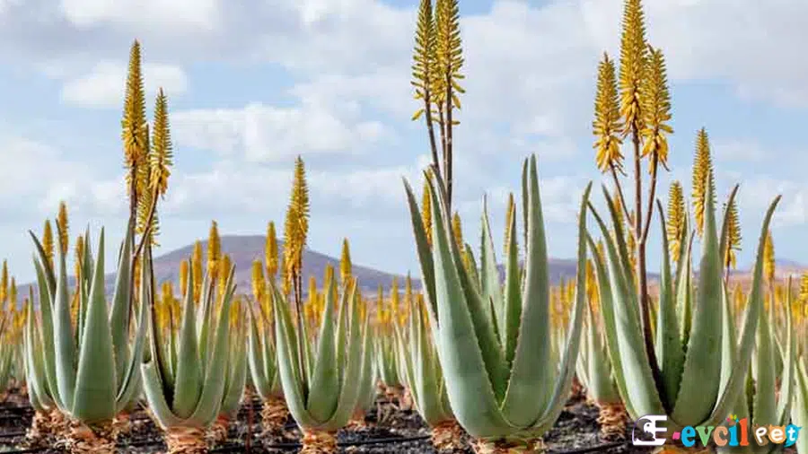 Aloe vera Faydaları