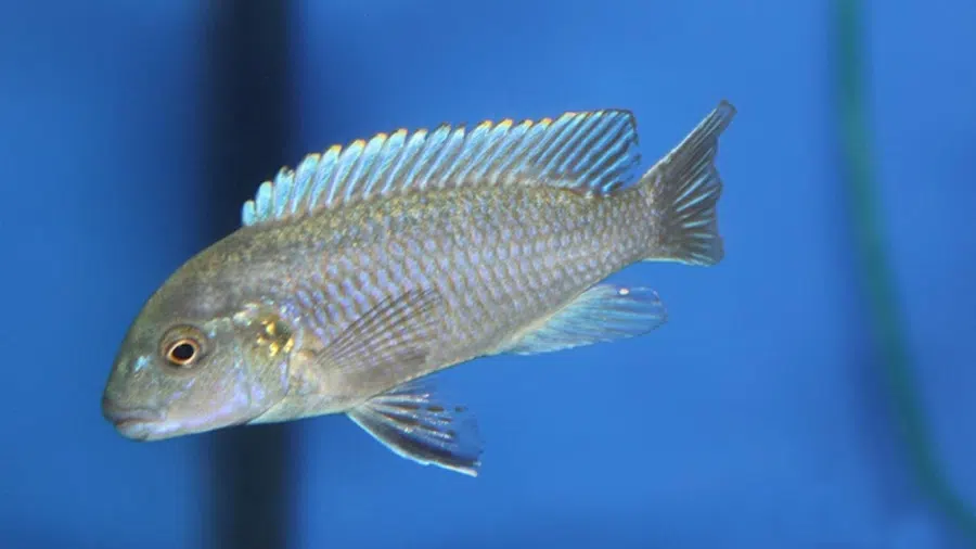 Lodotropheus Stuartgranti Akvaryumu
