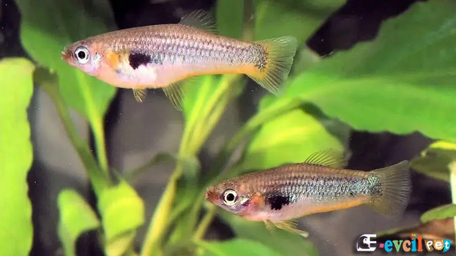 Alfaro huberi Dişi ve Erkek