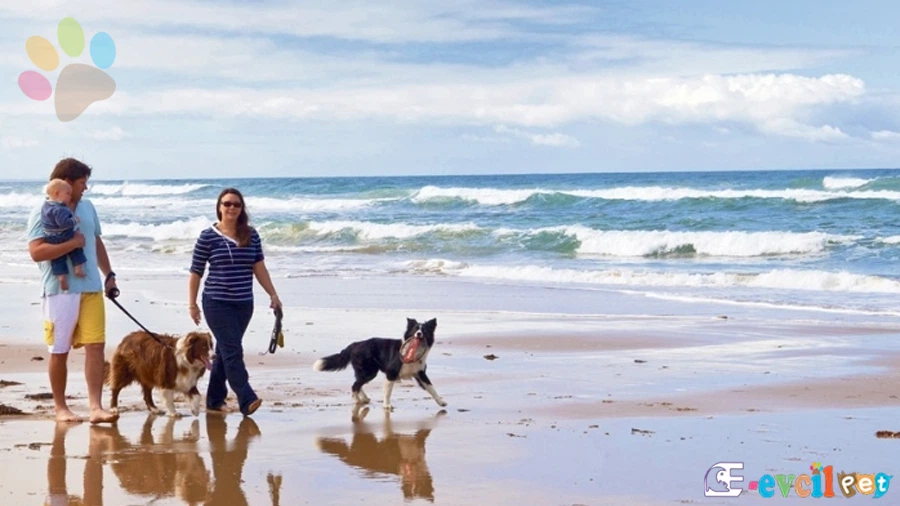 Köpekle Tatile Giderken Alınması Gerekenler