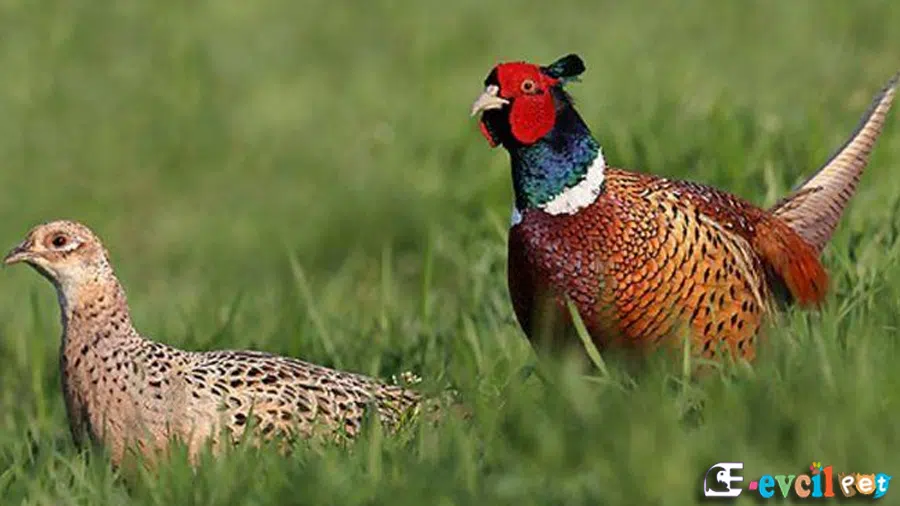 Doğada Sülün Erkek ve Dişi