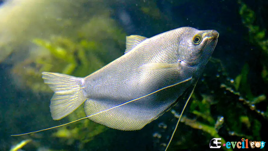 Ayışığı Gurami (Trichogaster microlepis)