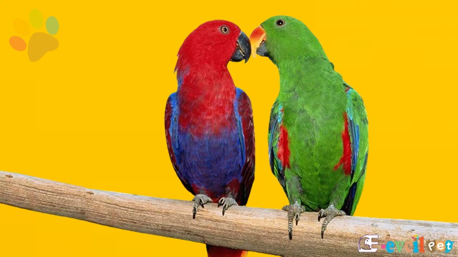 Eklektus Papağanı Bakımı ve Beslenmesi