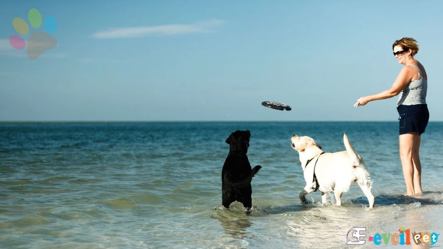 Köpeğinizi tatile çıkmak için hazırlamak