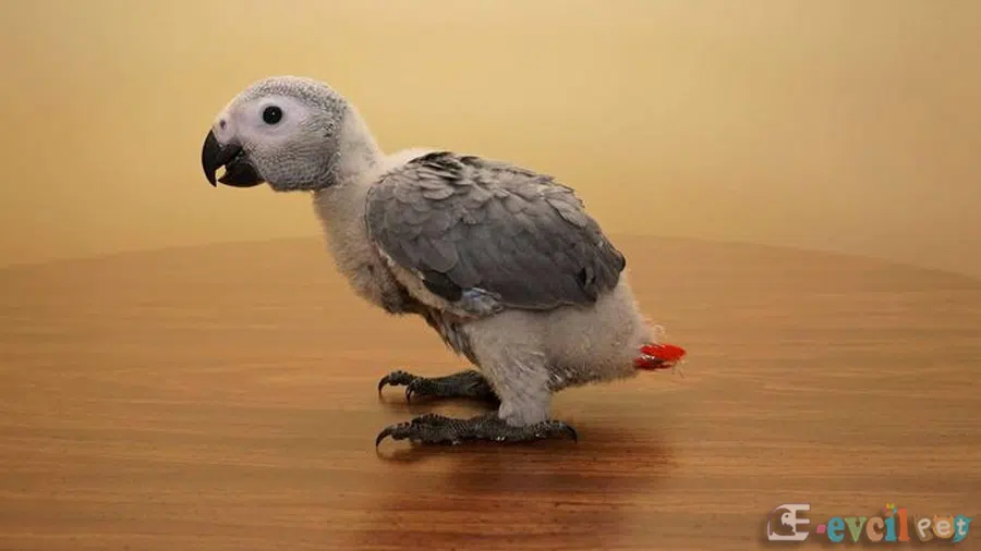 Yavru Jako Papağanı