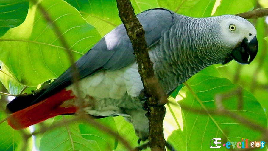 Jako Papağanı (African Grey Parrot) Ağaç Dalına Konmuş