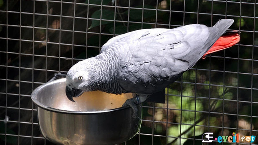 Jako Papağanı (African Grey Parrot) Kafeste Yem yiyiyor