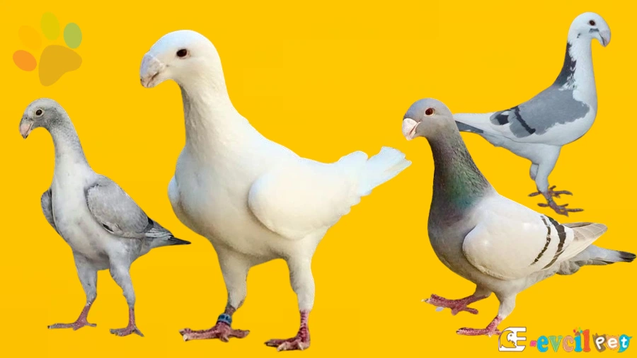 Dragon Güvercini (Rus Postası)