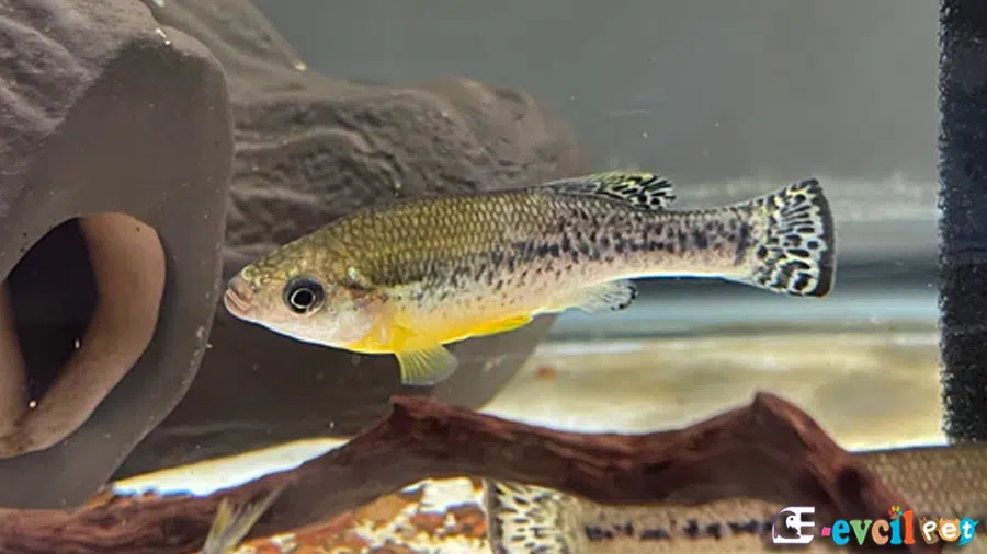 Ilyodon Furcidens Erkek